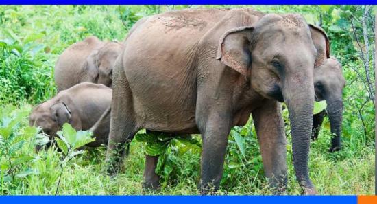 අලි-මිනිස් ගැටුමට විසඳුමක් ලෙස අලුතින් අලිමංකඩ 3ක්